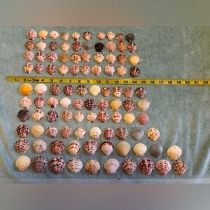 100 - Sanibel Island Scallop Seashell Collection.  Great for crafters.